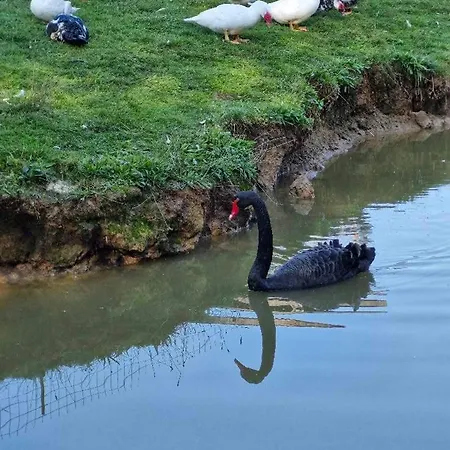 Poiana Bucovat Pensiune Gura Humorului
